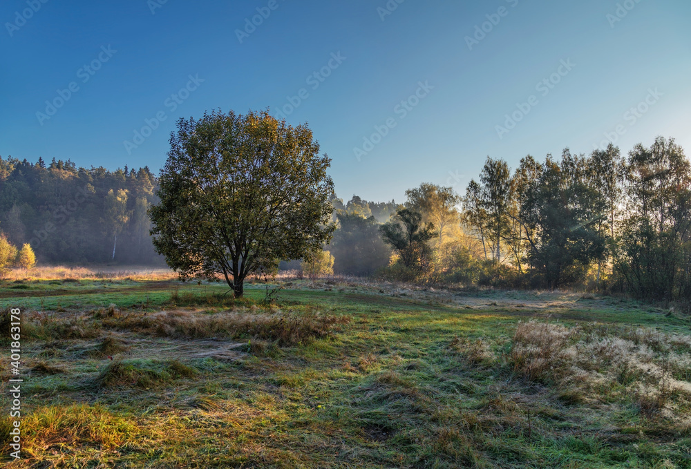 Fototapeta premium Autumn foggy landscape