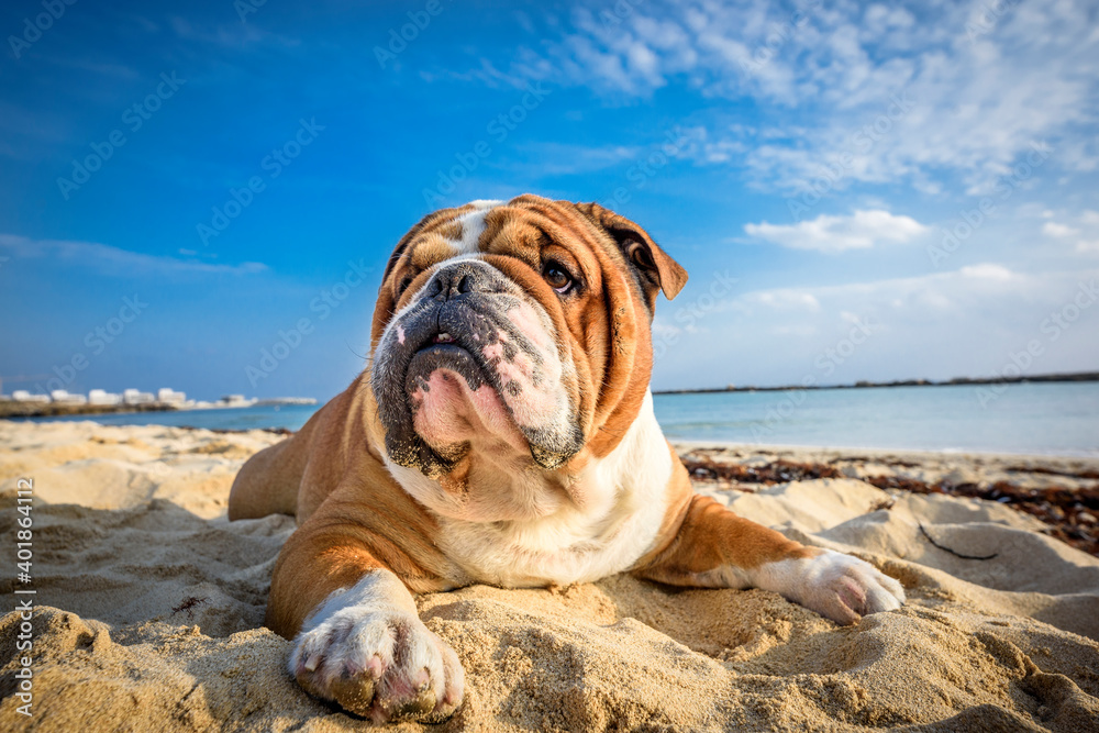 funny, vacation, bulldog, english bulldog, beach, sleeping, sleepy, dog, enjoy, enjoying life, funny animal, funny dog, holidays, landscape, mammal, outdoor, pet, portrait, relaxing, sand, sea, summer