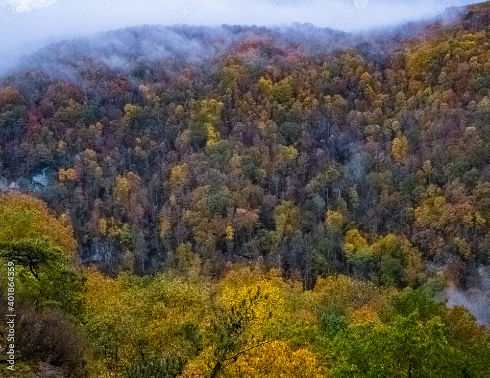 Autumn Color