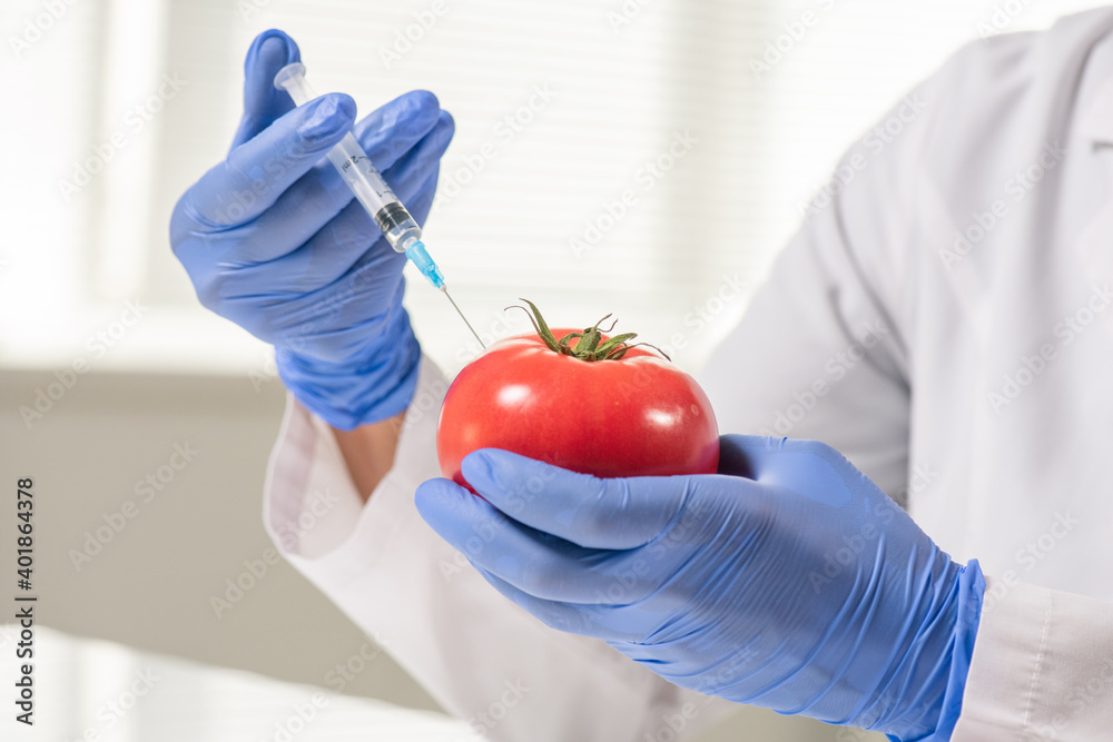 Scientific researcher with red ripe tomato making injection during experiment Scientific researcher with red ripe tomato making injection during experiment