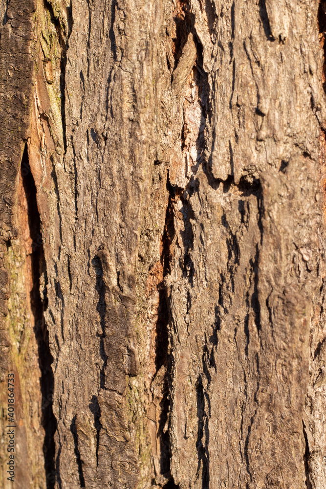 Obraz premium Kora drzewa