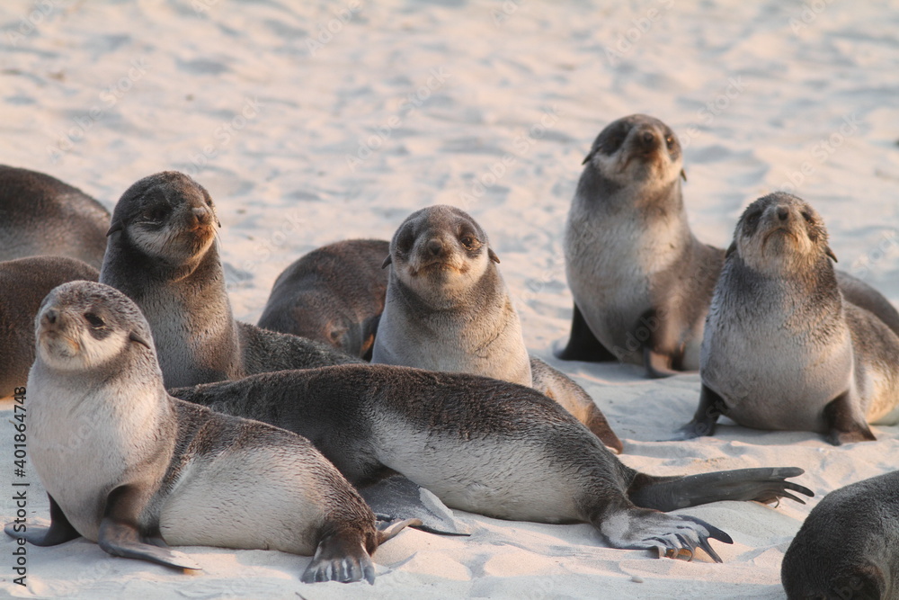 Fototapeta premium Fur Seal Nursery