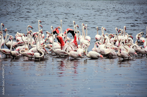 flamingos in the lake