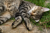 Cute grey tabby cat with closed eyes napping outdoors with furry belly up. Young cat with long white whiskers and cute striped paws. Pet sleep laying among grass