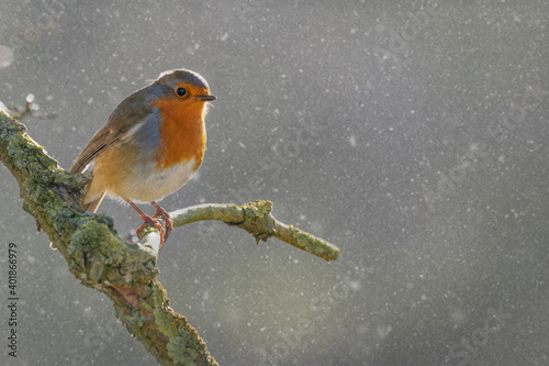 robin on snow © scott