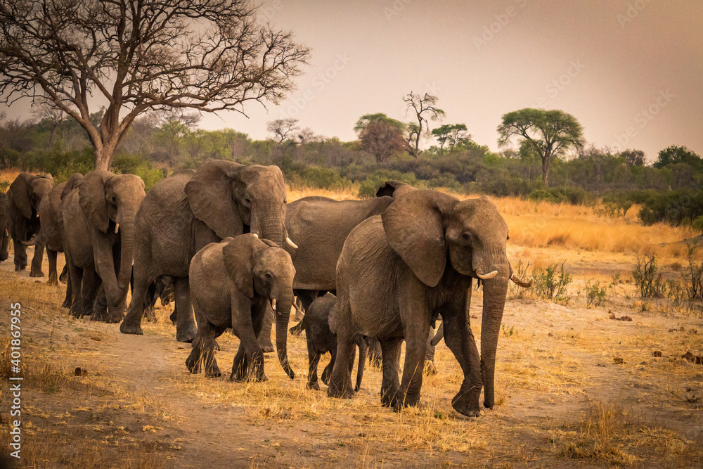 Fototapeta premium african elephants, hwange national park, zimbabwe, sunset