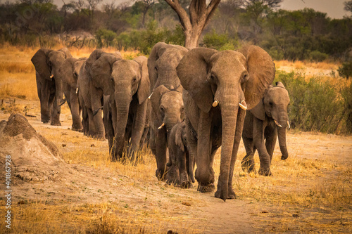 Photography african elephants , hwange national park, zimbabwe, sunset