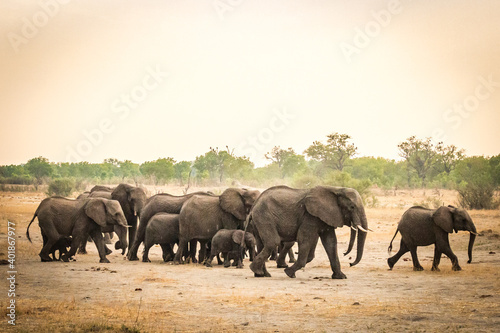african elephants , hwange national park, zimbabwe, sunset © Andrea Aigner