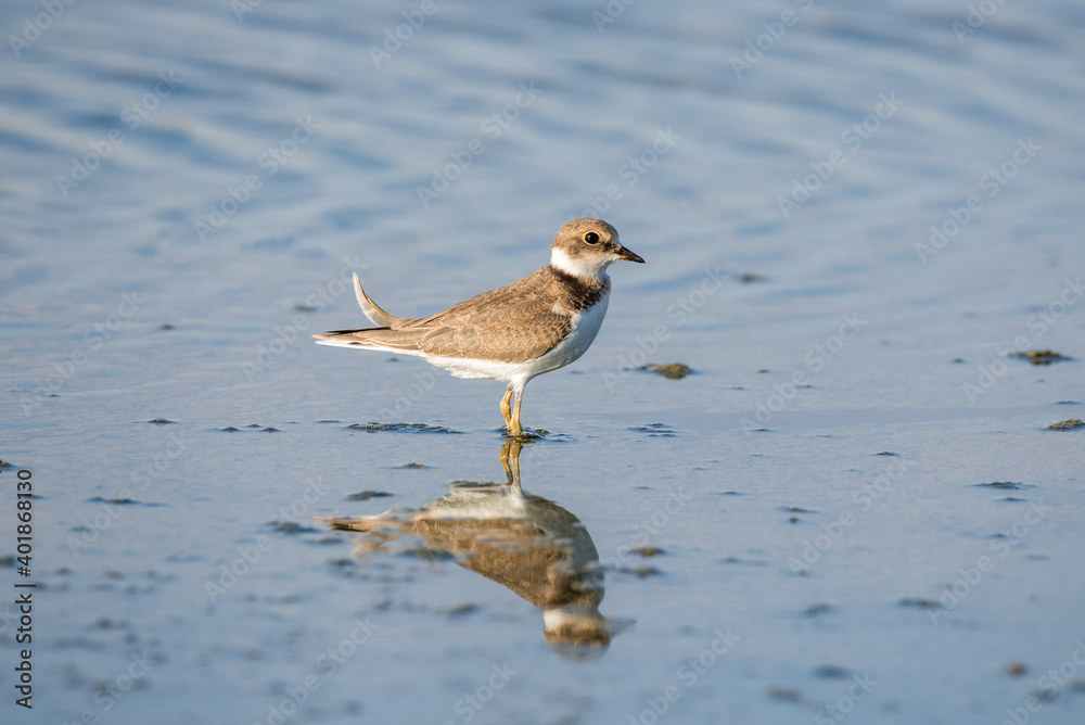 Bird Charadrius catching insects on the lake. Chyornye Zemli (Black Lands) Nature Reserve, Kalmykia region, Russia.
Bird Charadrius catching insects on the lake. Chyornye Zemli (Black Lands) Nature Reserve, Kalmykia region, Russia.