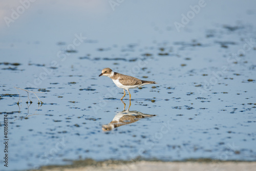 Bird Charadrius catching insects on the lake. Chyornye Zemli (Black Lands) Nature Reserve, Kalmykia region, Russia. 