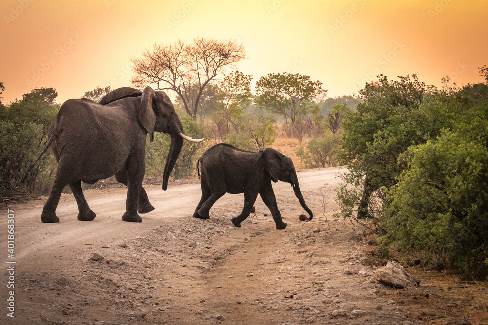 Fototapeta premium african elephants, hwange national park, zimbabwe, sunset