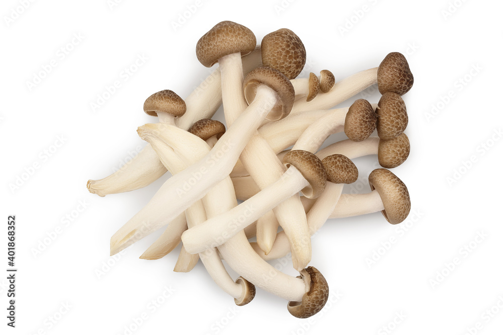 Brown beech mushrooms or Shimeji mushroom isolated on white background with clipping path. Top view, flat lay