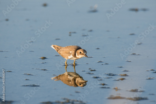 Bird Charadrius catching insects on the lake. Chyornye Zemli (Black Lands) Nature Reserve, Kalmykia region, Russia.
 photo