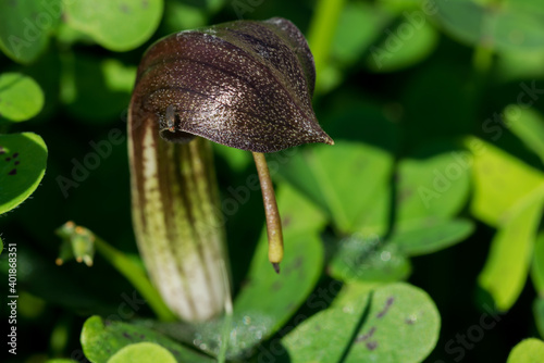 A closeup shot of Frair's Cowl flower in nature photo