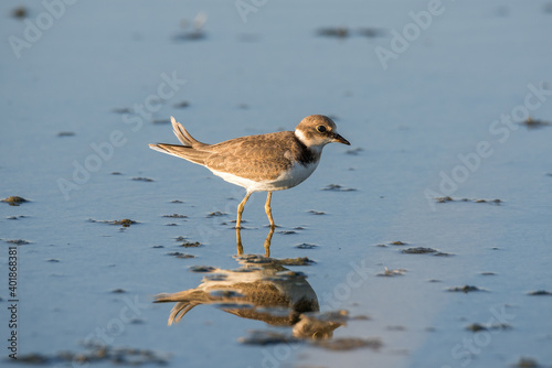 Bird Charadrius catching insects on the lake. Chyornye Zemli (Black Lands) Nature Reserve, Kalmykia region, Russia. 