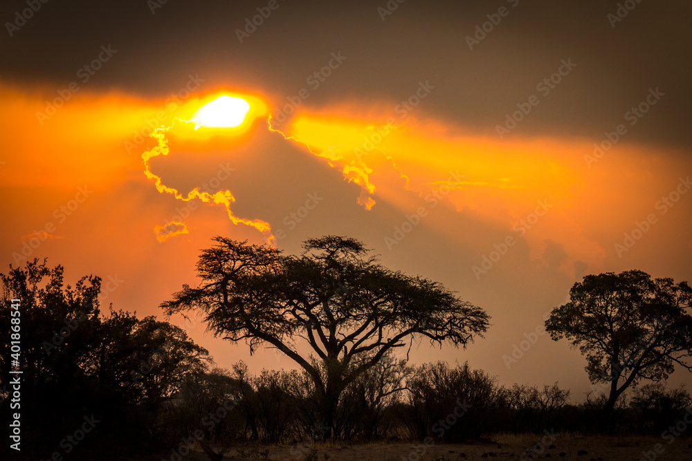 african sunset, acacia tree, hwange national park, zimbabwe