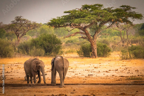 Photography african elephants at the watering hole, hwange national park, zimbabwe, sunset