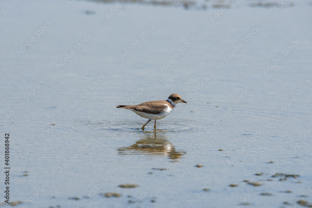 Bird Charadrius catching insects on the lake. Chyornye Zemli (Black Lands) Nature Reserve, Kalmykia region, Russia.
Bird Charadrius catching insects on the lake. Chyornye Zemli (Black Lands) Nature Reserve, Kalmykia region, Russia.