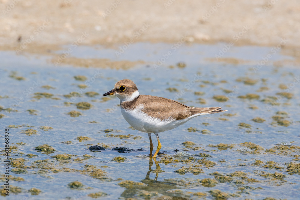 Bird Charadrius catching insects on the lake. Chyornye Zemli (Black Lands) Nature Reserve, Kalmykia region, Russia.
