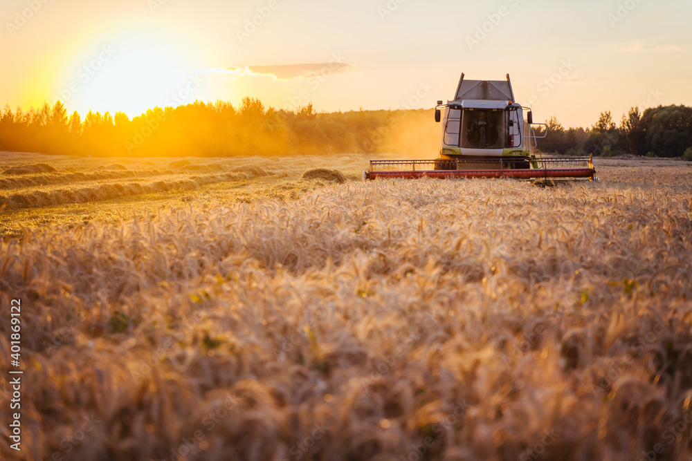 Fototapeta premium Combine harvester harvests ripe wheat. Ripe ears of gold field on the sunset cloudy orange sky background. . Concept of a rich harvest. Agriculture image.