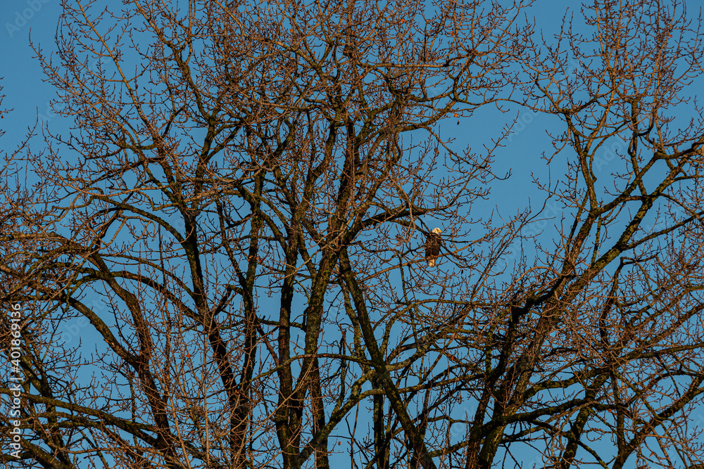 one bald eagle resting behind dense leafless branches on the tree under the warm light of the morning sun in the park one bald eagle resting behind dense leafless branches on the tree under the warm light of the morning sun in the park