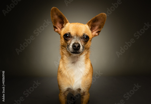  chihuahua dog photo in studio