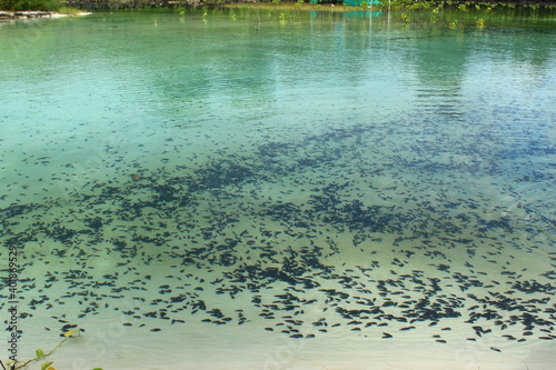 clear shallow green sea water full of black mussels and shellfishes in the marine on Koh Rong island in Cambodia