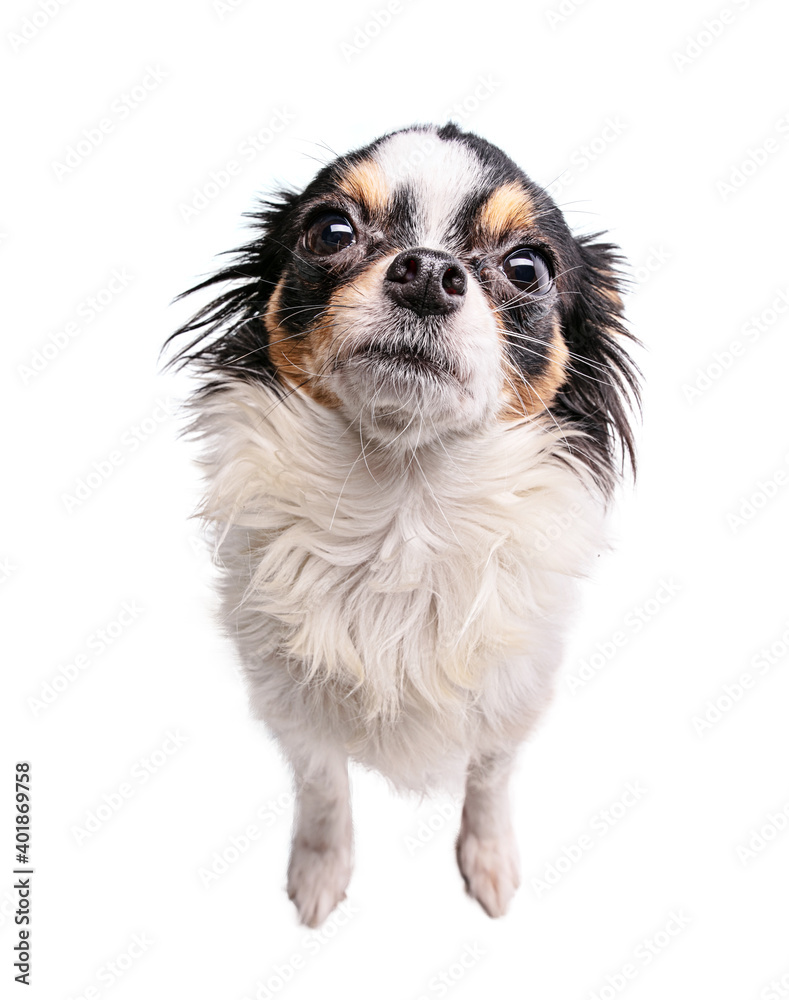 sitting chihuahua looking ahead sitting chihuahua looking ahead