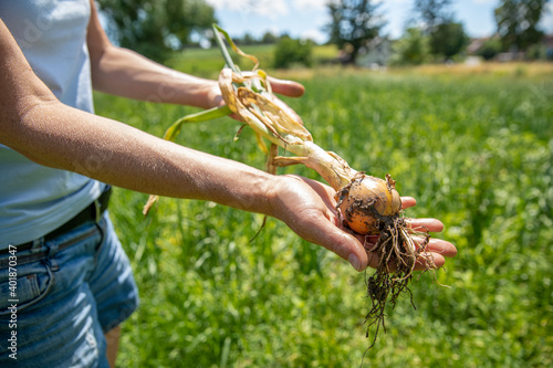 freshly harvested onions in the farmer hand