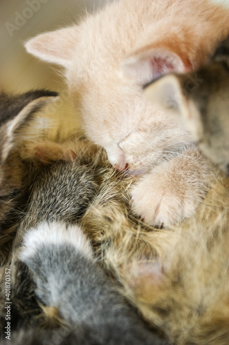 Close up of Grey tabby mother cat laying on a coach feeding her drinking kittens