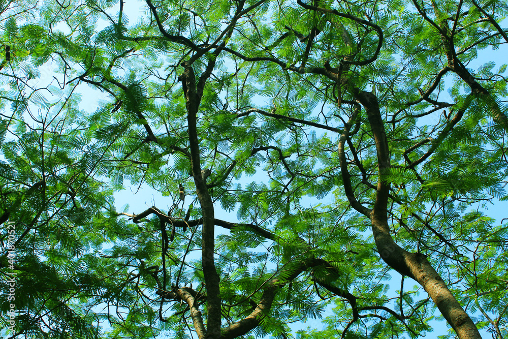 Fototapeta premium closeup of tree branches with green leaves and blue sky