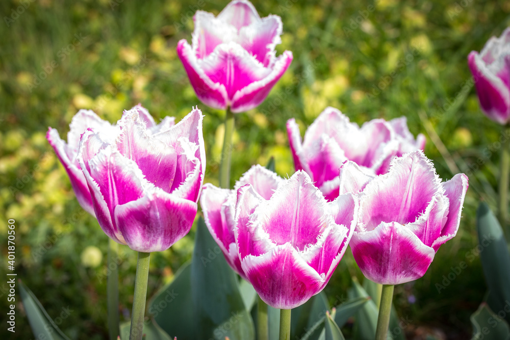 Obraz premium bunch of pink and white tulips in a garden, spring