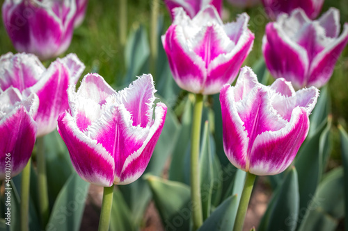 pink and white tulips, spring