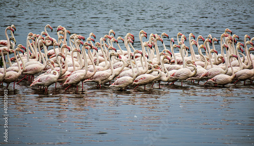 flamingos in the river