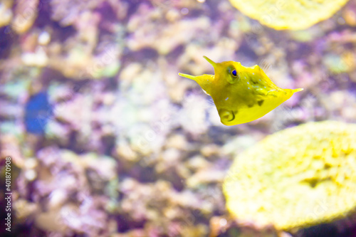 A selective focus shot of funny horned boxfish photo