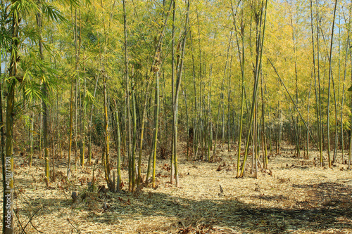 Fototapeta Naklejka Na Ścianę i Meble -  beautiful bamboo forest in Myanmar