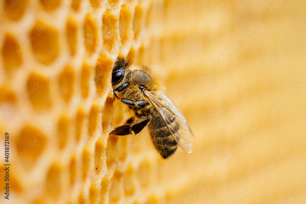 Macro photo of working bees on honeycombs. Beekeeping and honey production image - obrazy, fototapety, plakaty 