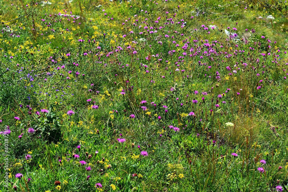 wild purple and yellow flowers in the mountain field