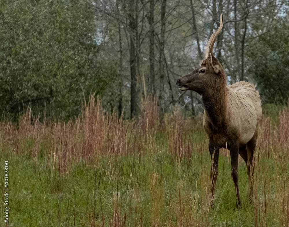elk, antlers 