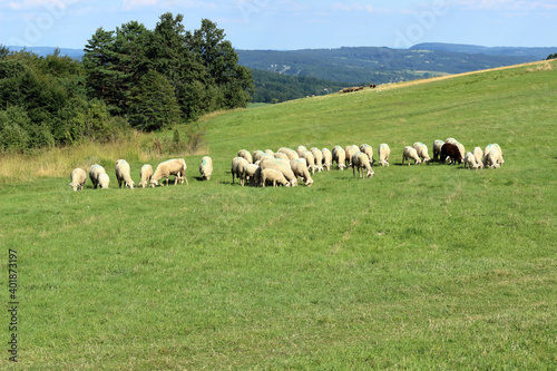 flock of white sheep gazing the grass on the green pasture during bright summer day in the mountains
