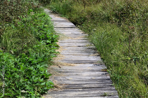 long curvy boardwalk through the grass and bushes in the summer