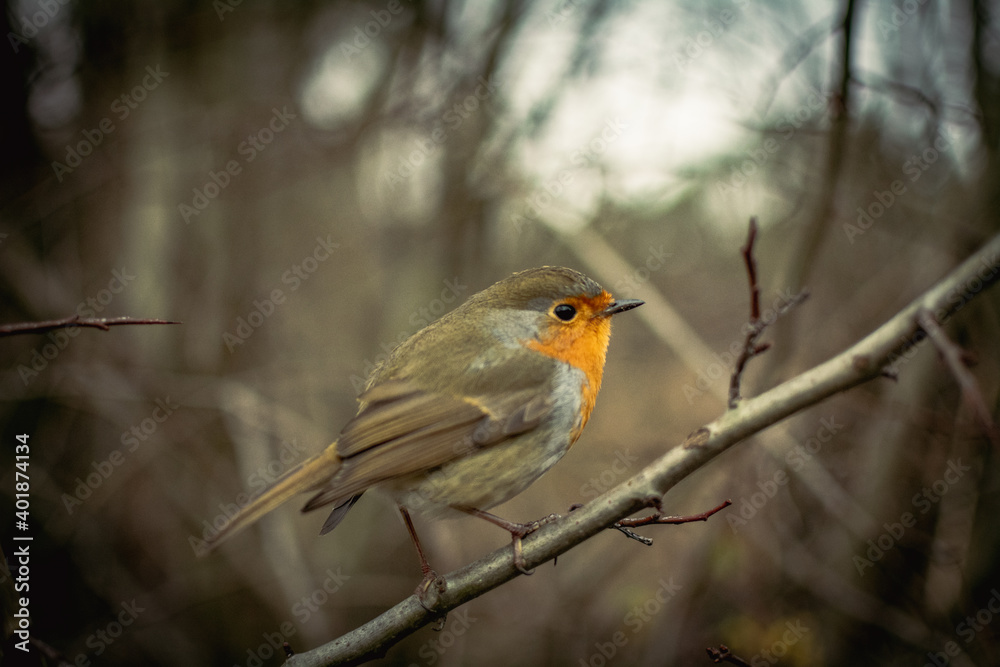 Vogel im seitenprofil Vogel im seitenprofil