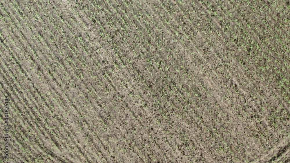 Aerial video on flying up from green wheat field. Young wheat in neat rows, Northern Sweden, Vasterbotten, Umea Aerial video on flying up from green wheat field. Young wheat in neat rows, Northern Sweden, Vasterbotten, Umea