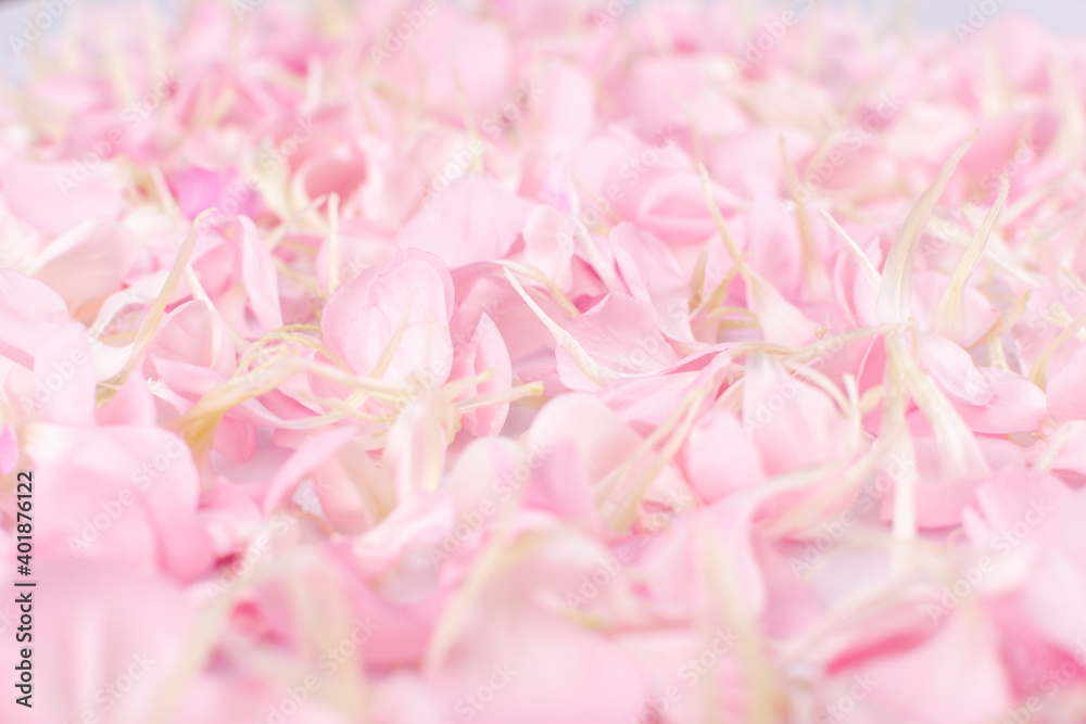 Pink Carnation Petals Texture, Dianthus or Schabaud Background