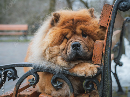 Portrait of a dog, Chinese breed Chow chow on the bench.