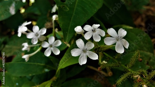 White flower