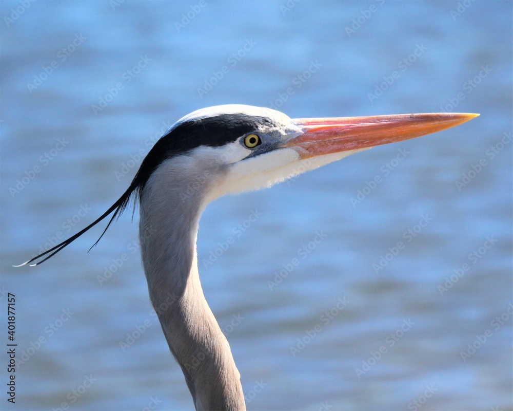 A Great Blue Heron in St. Andrew's State Park in Florida A Great Blue Heron in St. Andrew's State Park in Florida
