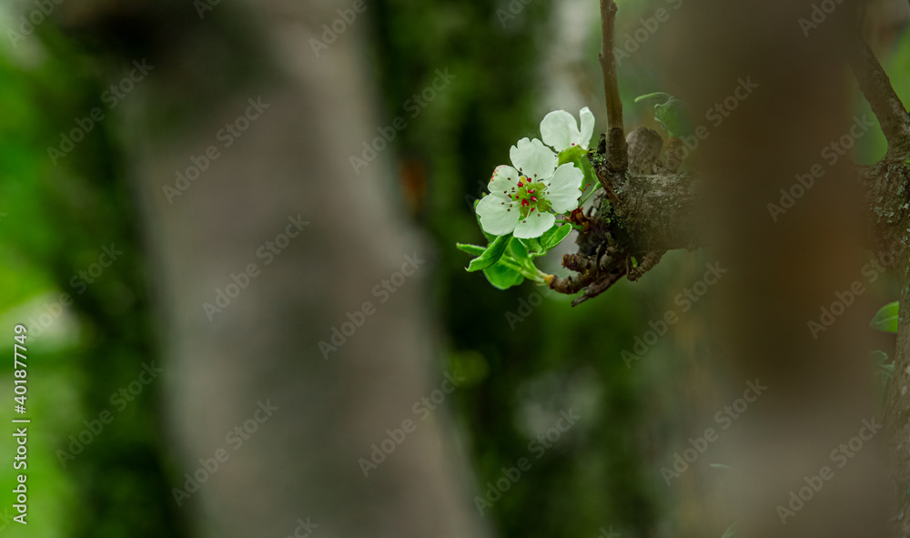 soft focus white flower on tree branch spring time blossom season of April with unfocused blurred background scenic view soft focus white flower on tree branch spring time blossom season of April with unfocused blurred background scenic view