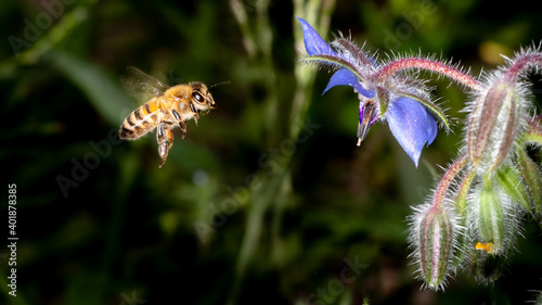 bee on a flower - macro - closeup dark background 