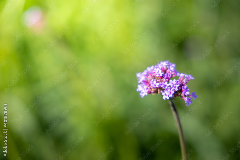 The background image of the colorful flowers The background image of the colorful flowers